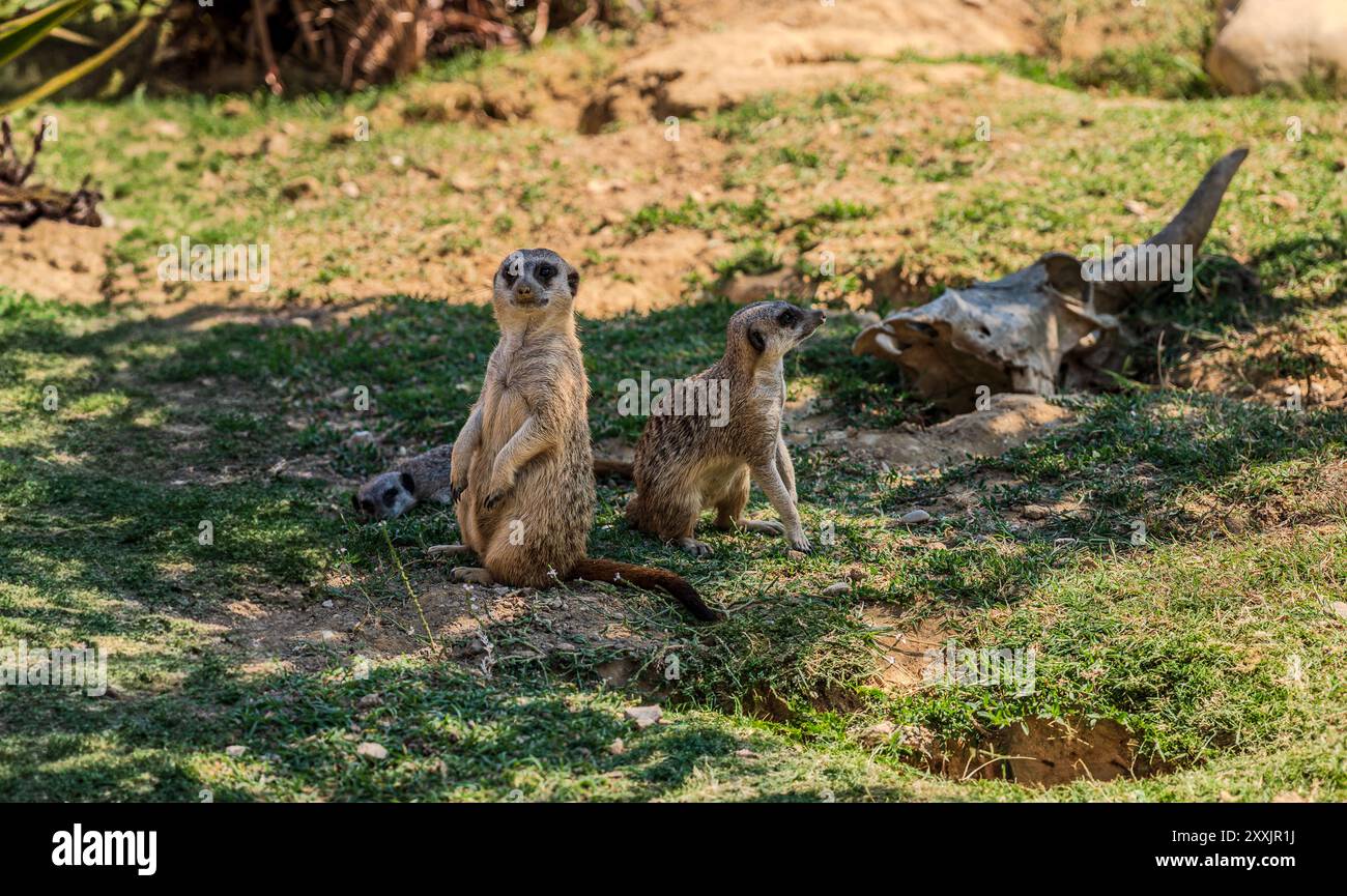 La suricate est une mangouste de la famille des Herpestid, la seule espèce du genre Suricata, répandue en Afrique australe. Banque D'Images