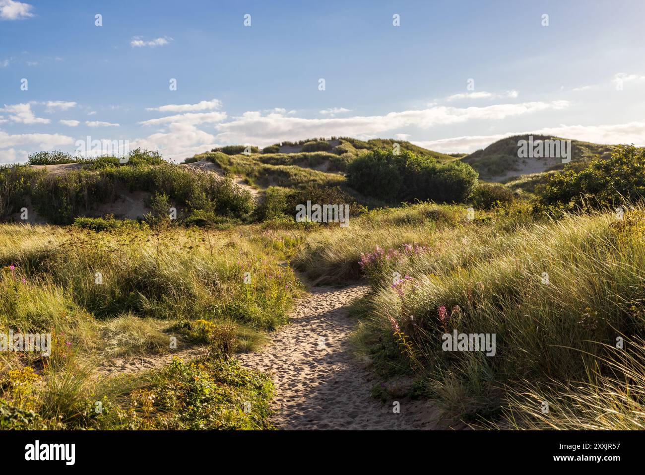 Herbe marram et fleurs sauvages poussant sur les dunes de sable, un soir d'été ensoleillé Banque D'Images