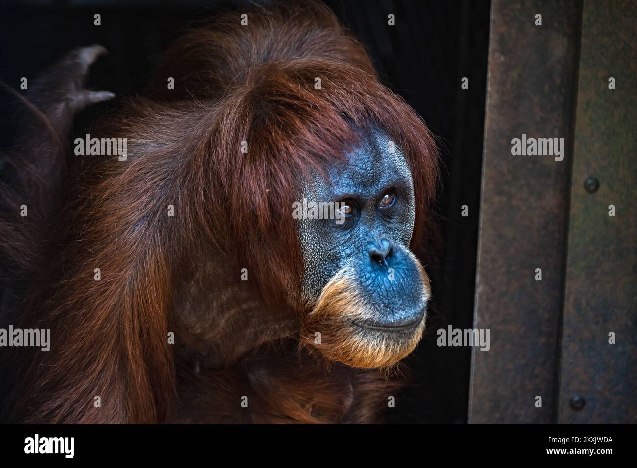 Orang-outan adulte Banque D'Images