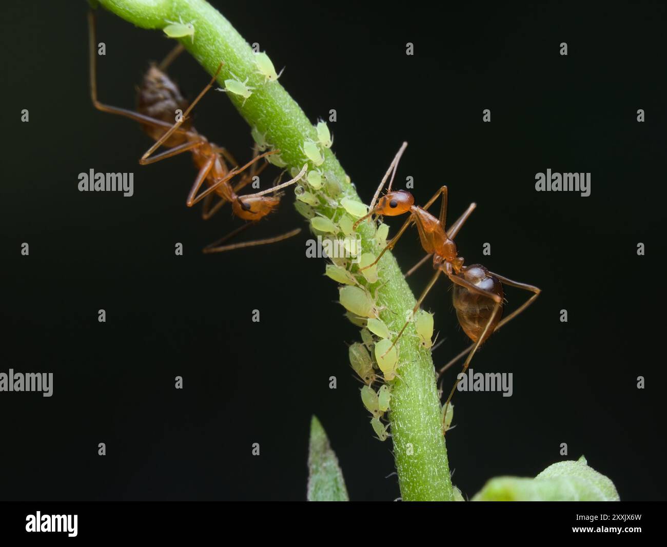 Symbiose mutualisme entre fourmis jaunes et pucerons jaunes Banque D'Images