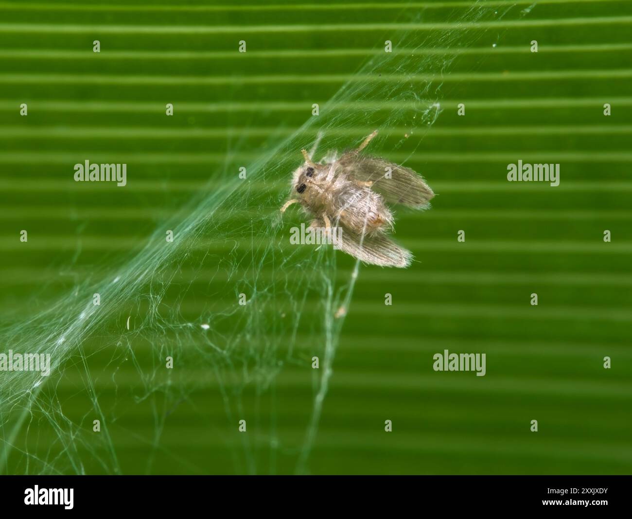 Mouches mites piégées dans la toile d'araignée Banque D'Images