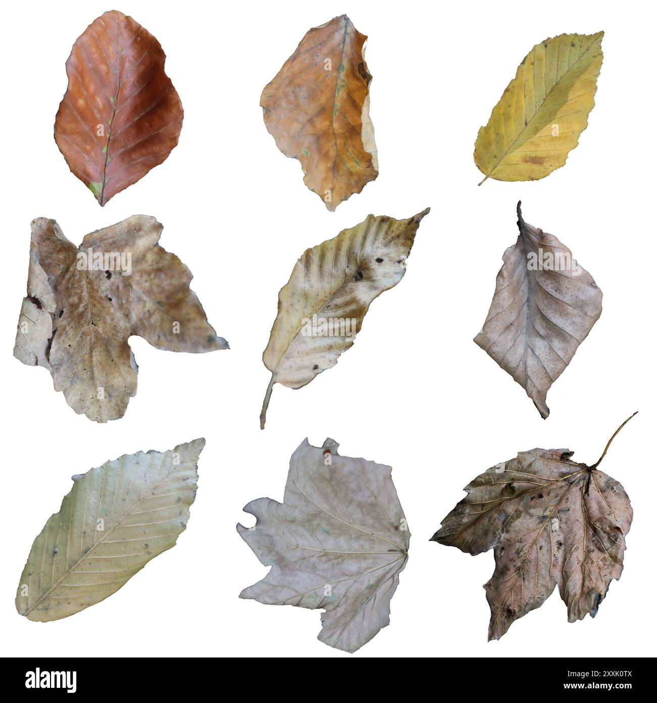 Ensemble de feuilles d'automne isolées sur écran blanc Banque D'Images