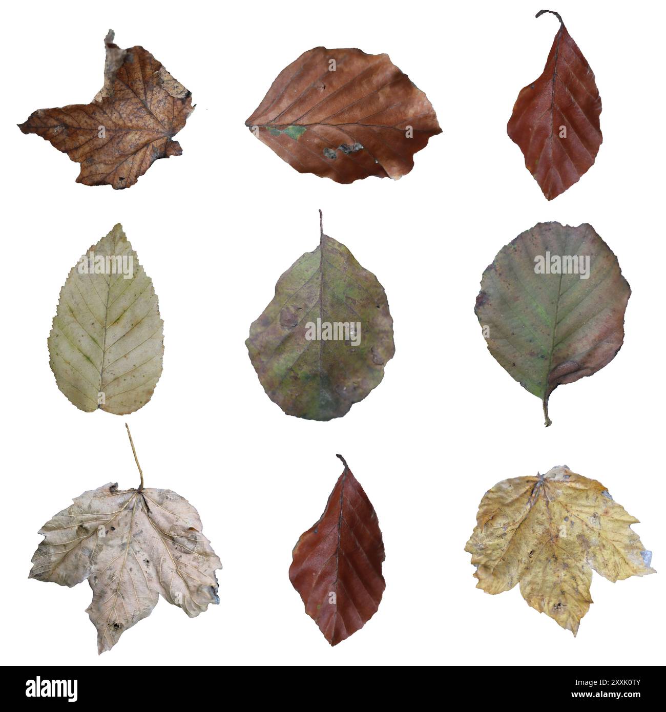 Ensemble de feuilles d'automne isolées sur écran blanc Banque D'Images