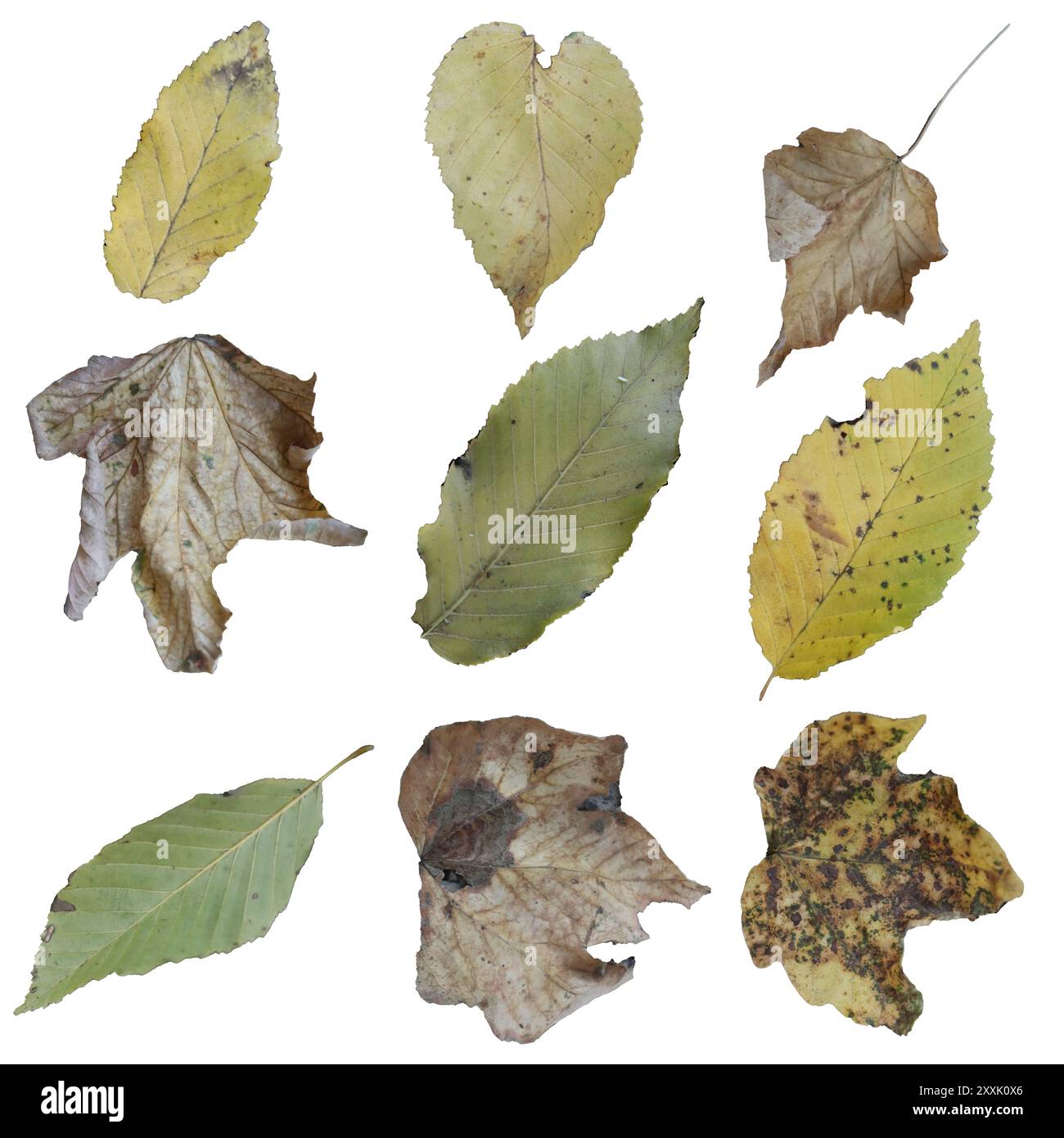 Ensemble de feuilles d'automne isolées sur écran blanc Banque D'Images