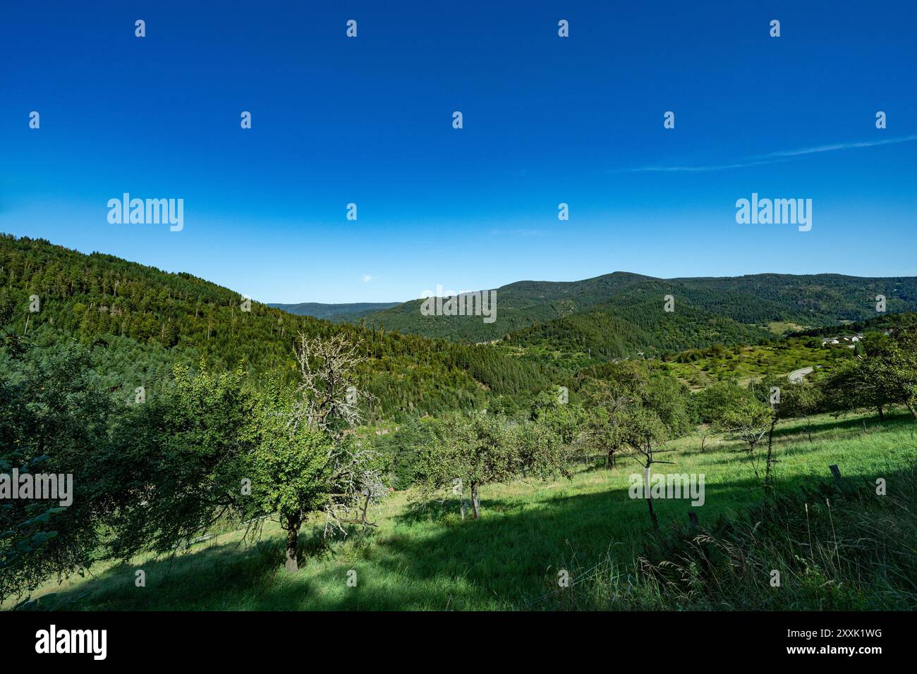 Vue sur le Murgtal au-dessus de Forbach, Bermersbach dans le nord de la Forêt Noire par une belle journée d'été. Baden-Württemberg, Allemagne, Europe Banque D'Images