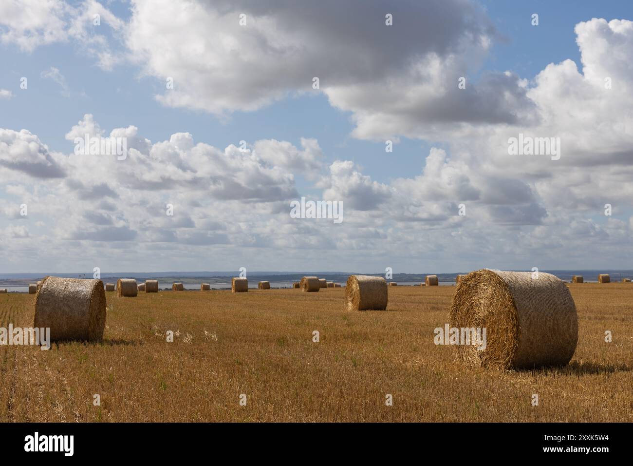 Benfleet, Royaume-Uni. 25 août 2024. Les balles rondes de paille attendent la collecte dans un champ d’agriculteur surplombant l’estuaire de la Tamise vers le Kent. Les températures sont autour de 20c, ensoleillé lumineux avec une brise fraîche. La ferme appartient à l'Armée du Salut qui a confirmé son intention de construire des maisons sur le terrain. La députée conservatrice de Castle point, Rebecca Harris, est complètement opposée au plan de l'Armée du Salut après qu'ils ont écrit aux résidents confirmant qu'elle avait proposé la terre pour le plan local. Penelope Barritt/Alamy Live News Banque D'Images