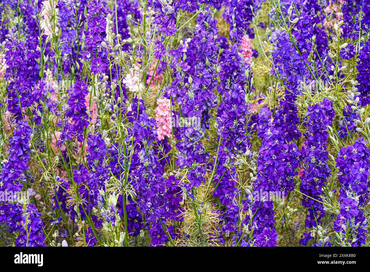 British Wildflower Meadow Confetti plantes verts, bleus, rouges, oranges, blancs Banque D'Images