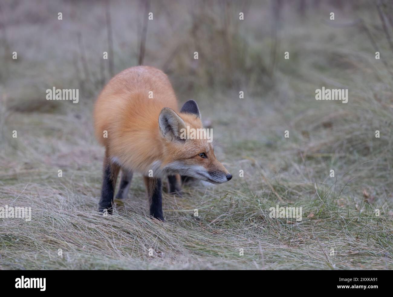 Un jeune renard roux chassant dans une prairie herbeuse en automne. Banque D'Images