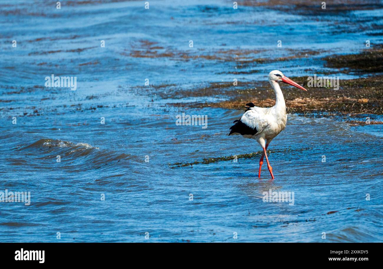 Chasse gracieuse : oiseau de cigogne blanche dans l'eau du lac et plage de sable rocheux, en vacances - Vibes d'été. Ciconia Ciconia Banque D'Images