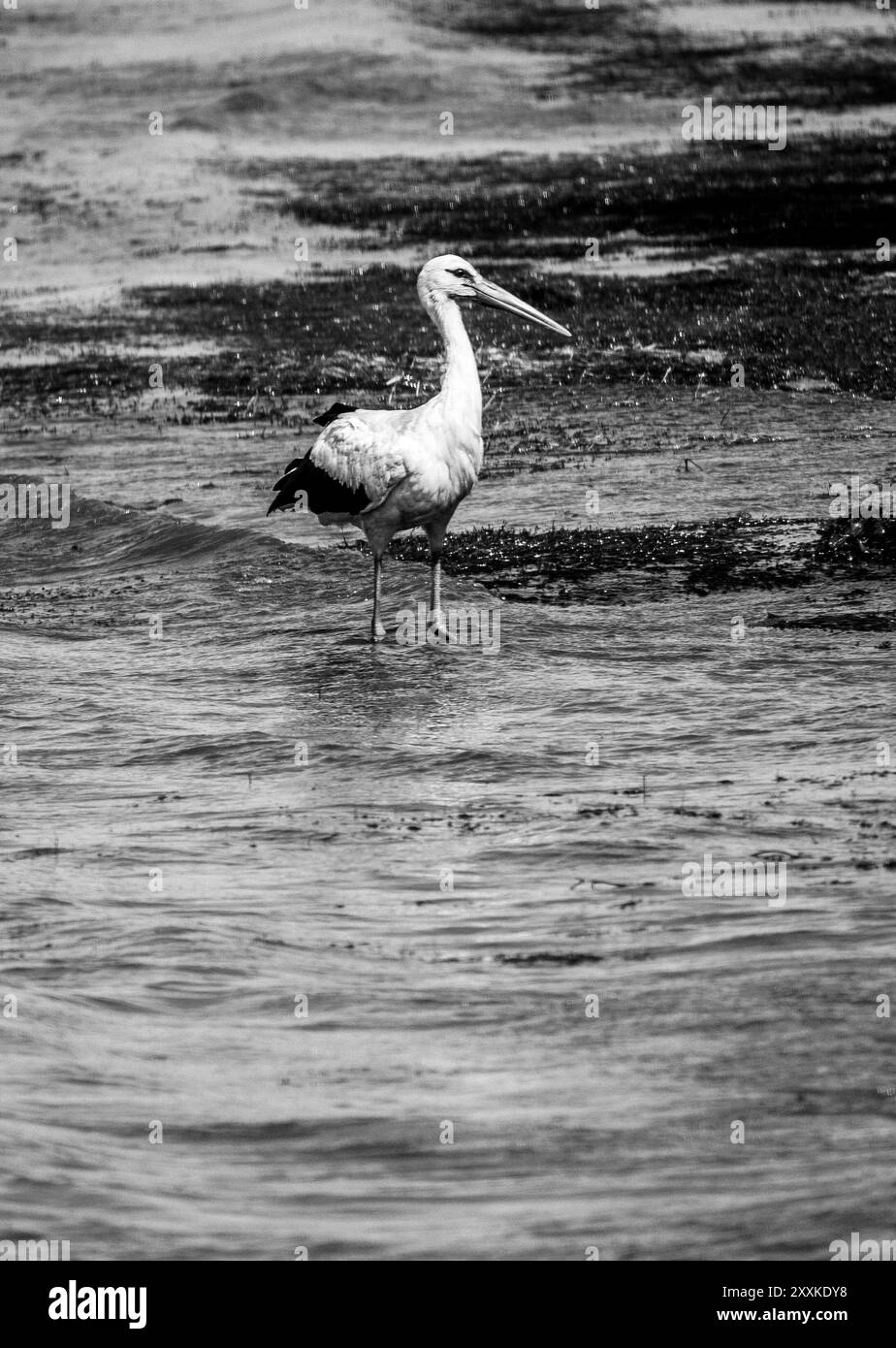 Chasse gracieuse : oiseau de cigogne blanche dans l'eau du lac et plage de sable rocheux, en vacances - Vibes d'été. Ciconia Ciconia Noir et blanc. Banque D'Images