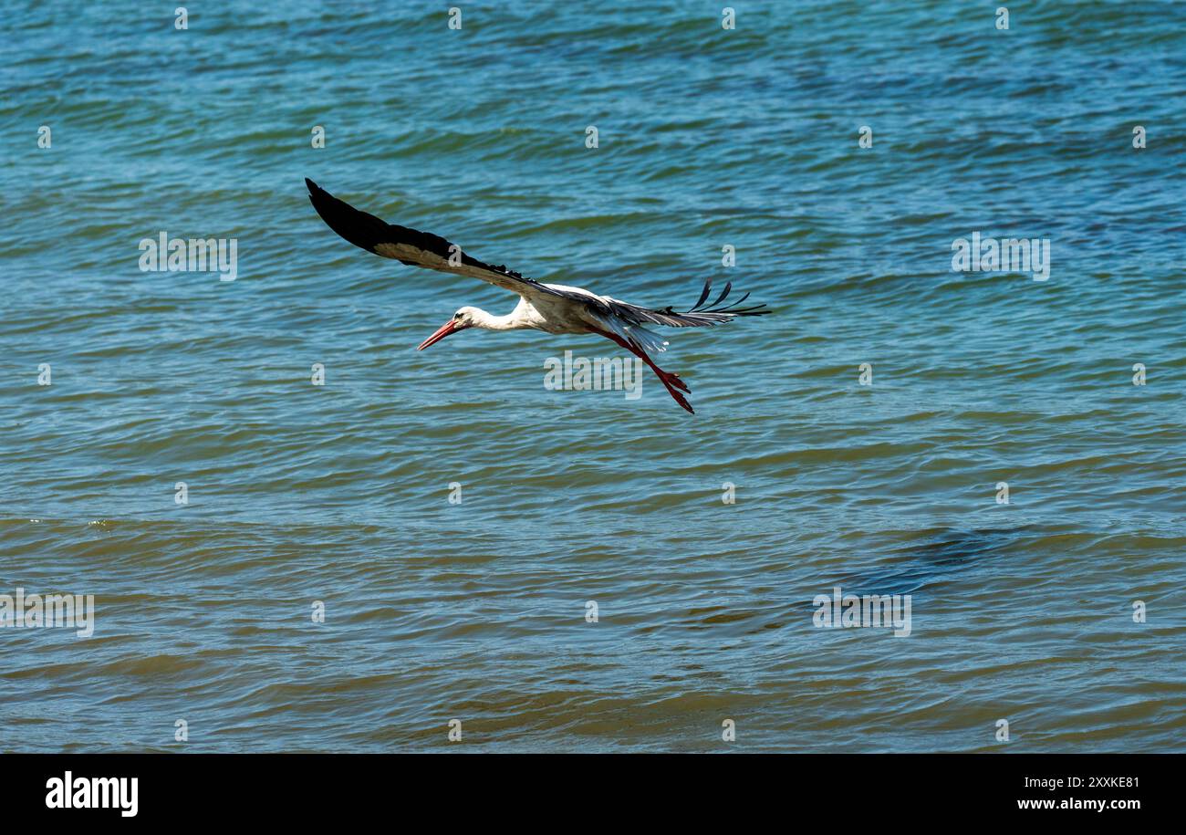 Cigogne blanche en vol : un voyage d'été au-dessus du lac, symbole de la liberté - Ciconia ciconia. Retour à la maison. Banque D'Images