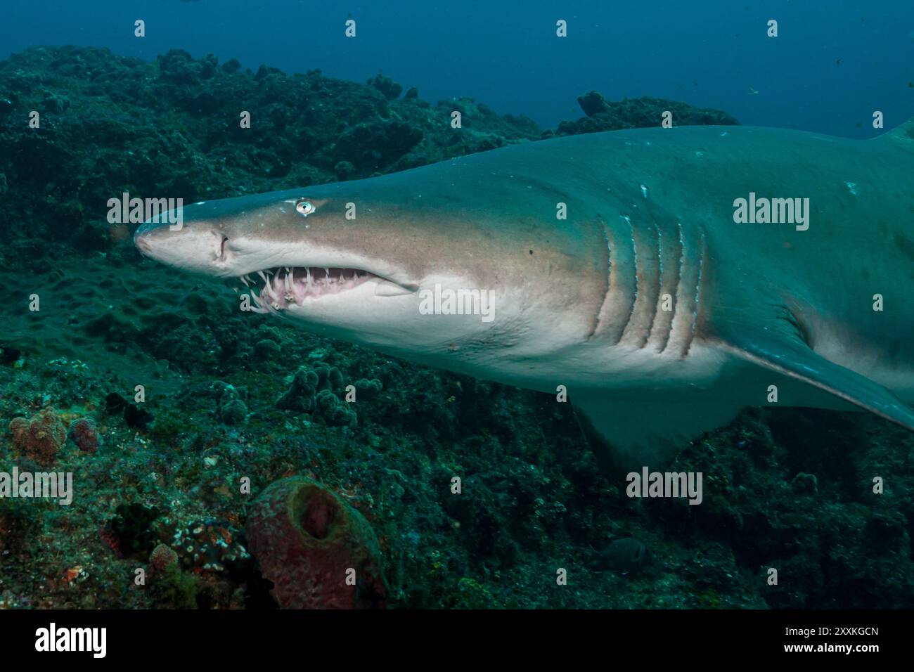 Afrique du Sud, Umkomaas, requin tigre de sable (carcharias taurus), requin infirmier gris, requin à dents dentelées, Raggie Banque D'Images