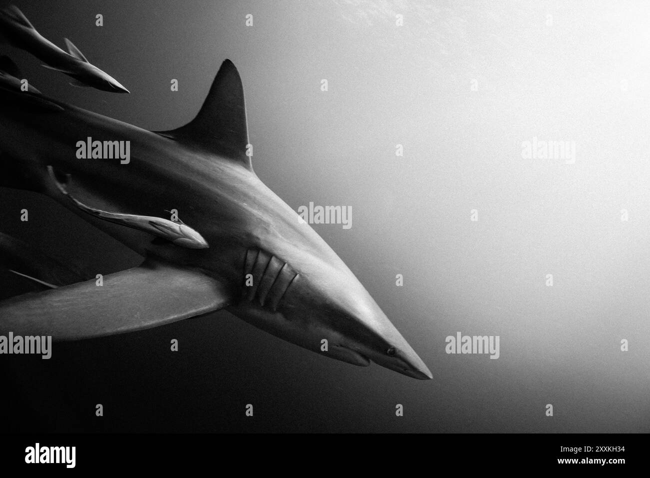 Afrique du Sud, Umkomaas, requin à pointe noire océanique (Carcharhinus limbatus) et Remora (Remora remora) Banque D'Images