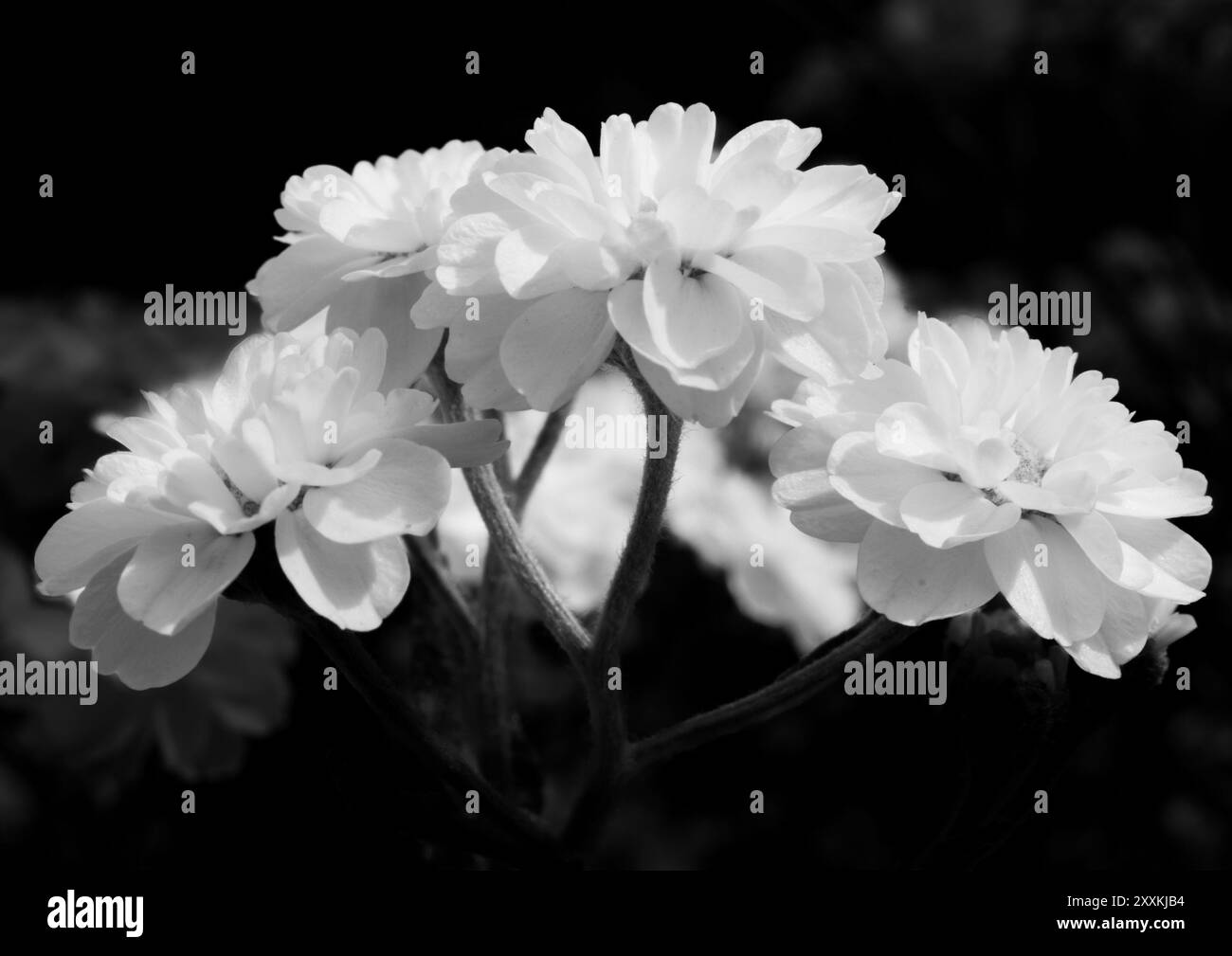 Fleurs noires et blanches Banque D'Images