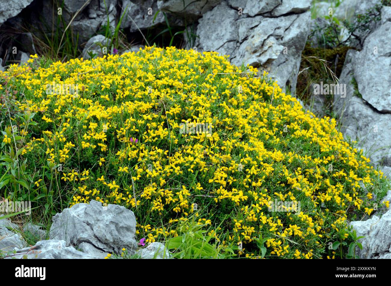 La gorse espagnole (Genista hispanica) en fleur Banque D'Images