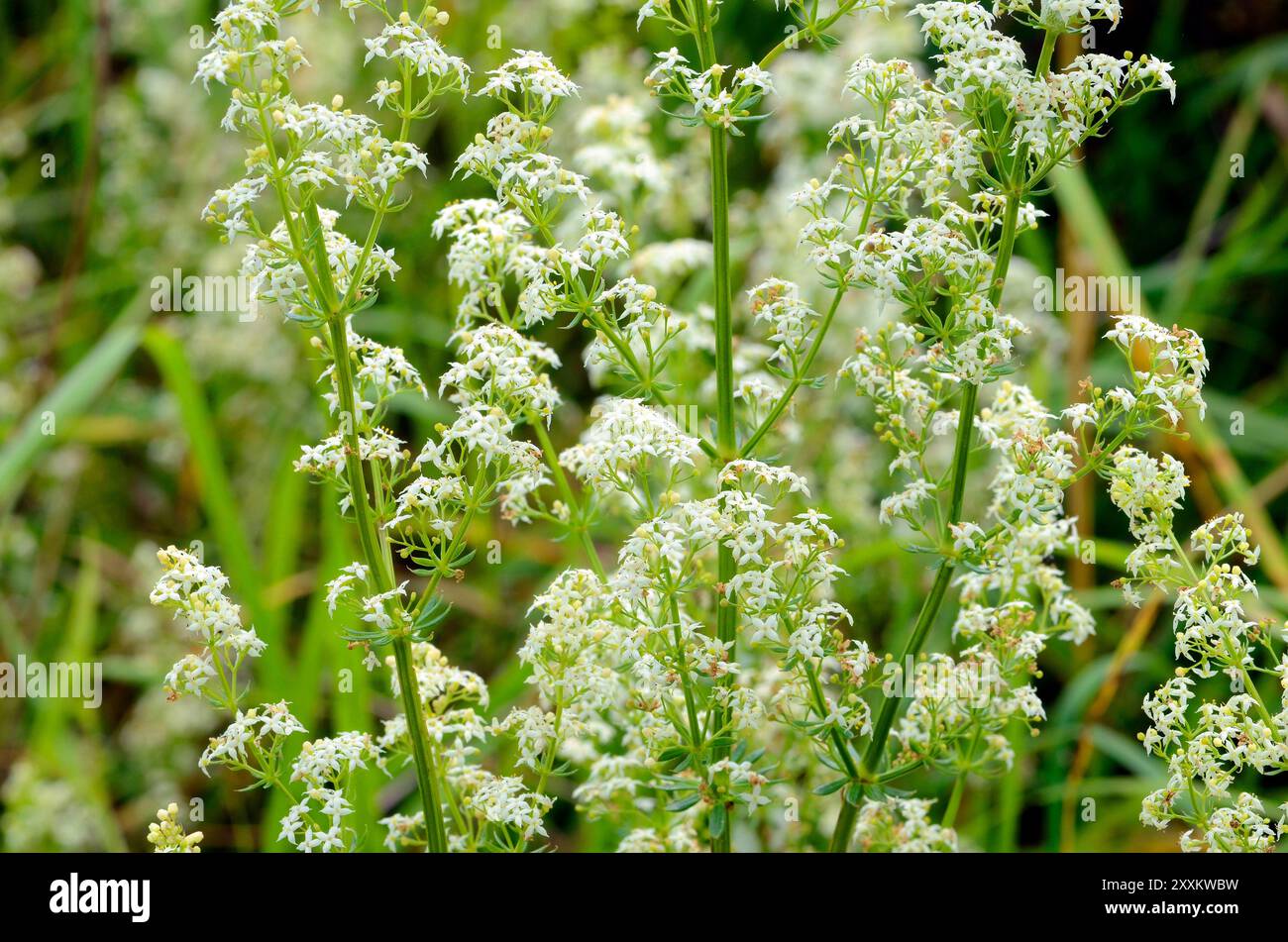 La paille de lit de haie (Galium mollugo) en fleur Banque D'Images