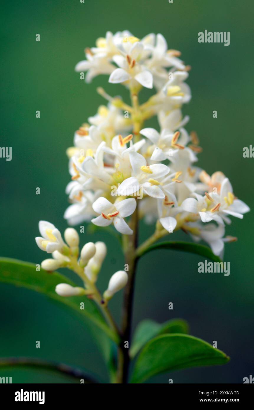 Fleurs du privet européen (Ligustrum vulgare) avec un fond vert Banque D'Images