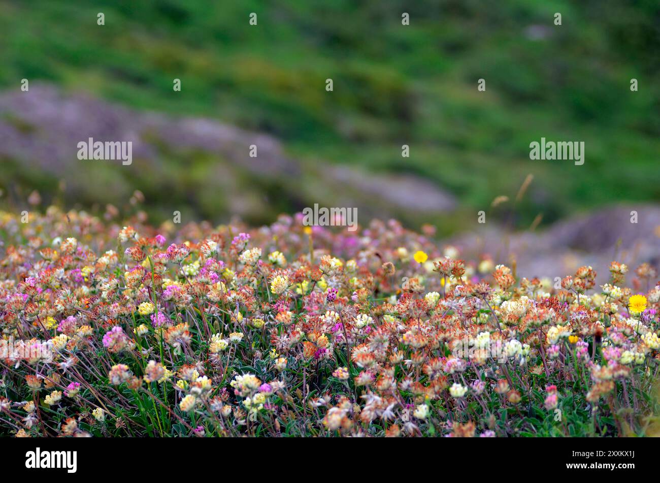 La vesce de rein commune (Anthyllis Vulneraria) en fleur Banque D'Images