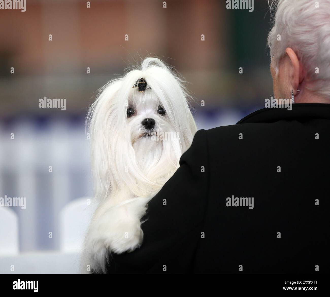 Propriétaire câlin un petit chien maltais mignon Banque D'Images