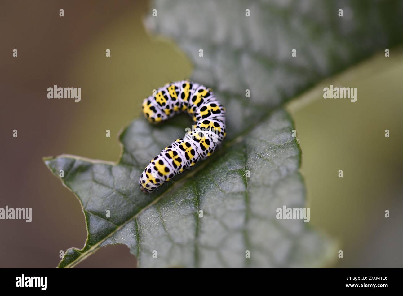 Macro image d'une chenille Mullein Moth (Shargacucullia verbasci) Munching sur une feuille de Bouddleia Plant à la lumière naturelle, fond vert, prise au Royaume-Uni Banque D'Images