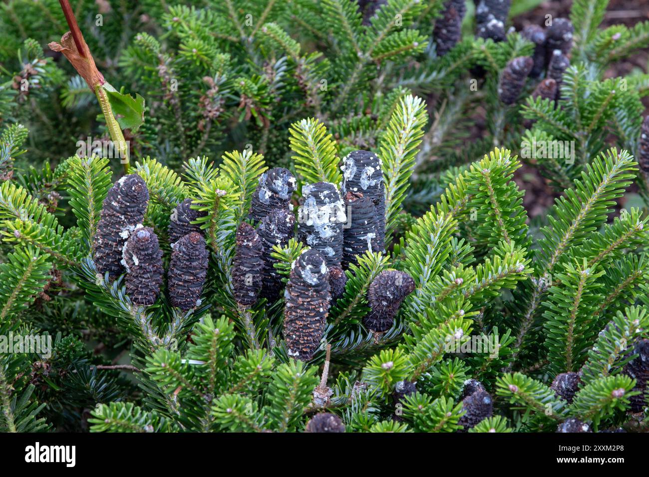 Abies koreana, Fir coréen Banque D'Images