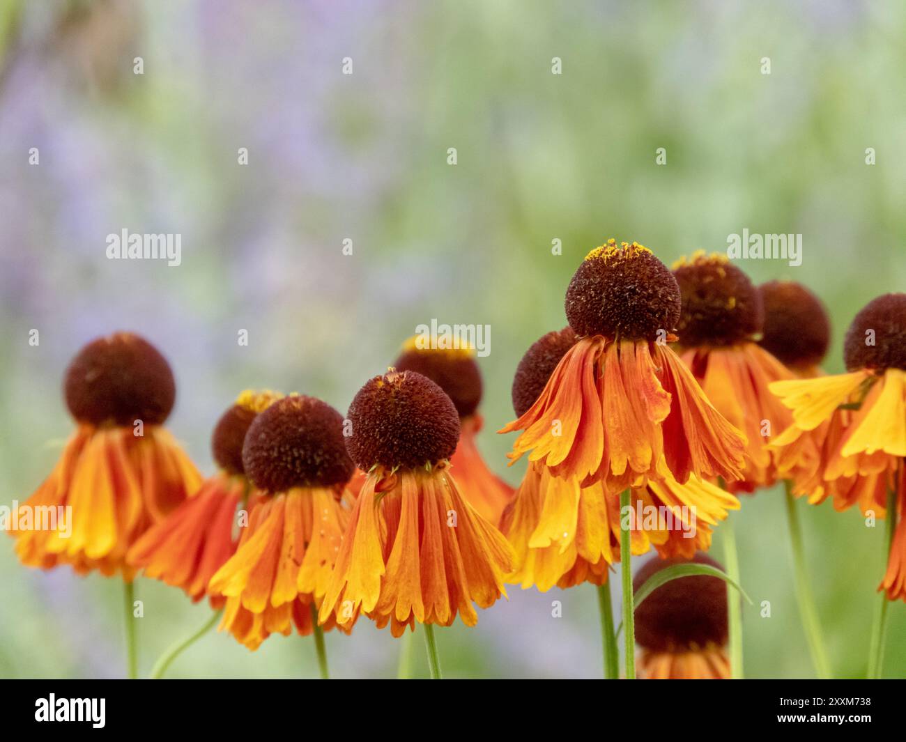 Têtes de fleurs composites orange vif ressemblant à une Marguerite d'automne avec centre sombre ressemblant à un globe. Fleurs hybrides d'hélium en gros plan. Plante vivace herbacée. Banque D'Images