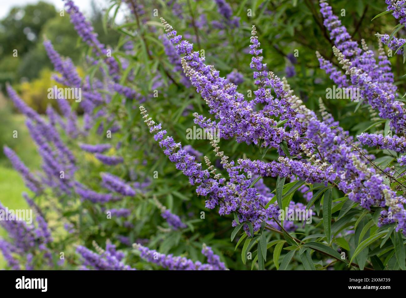 Arbre chaste ou fleurs violettes vitex. Plante à fleurs Chastetree. Vitex agnus-castus, chasteberry, baume d'Abraham, chastetree de lilas ou corne de poivre de moine Banque D'Images