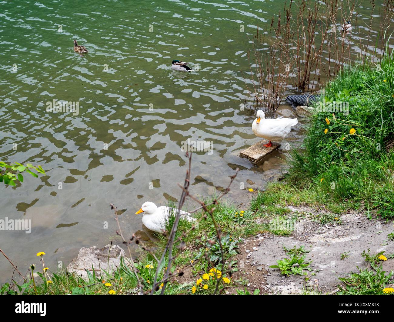 Canards blancs sur la rive du lac Usungol dans le district de Caykara de la province de Trabzon, Turquie Banque D'Images