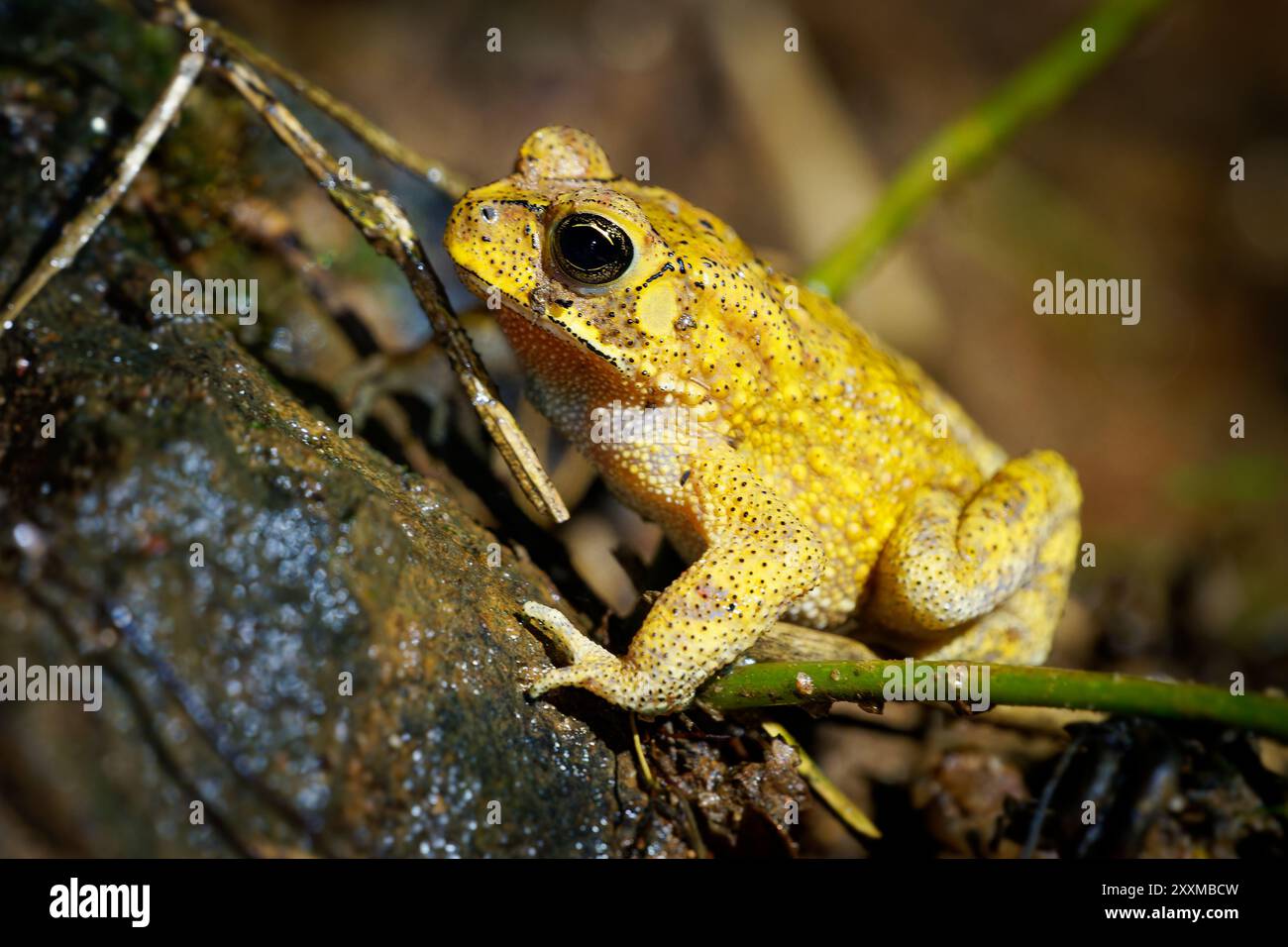 Crapaud d'or Duttaphrynus melanostictus aussi crapaud asiatique commun ou à spins noirs, crapaud Sunda noir ou commun et crapaud javanais, grenouille jaune large Banque D'Images