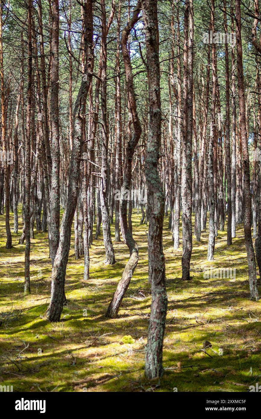 Troncs d'arbres tordus dans la forêt dansante sur l'axe curonien dans l'oblast de Kaliningrad en Russie le jour ensoleillé d'été Banque D'Images