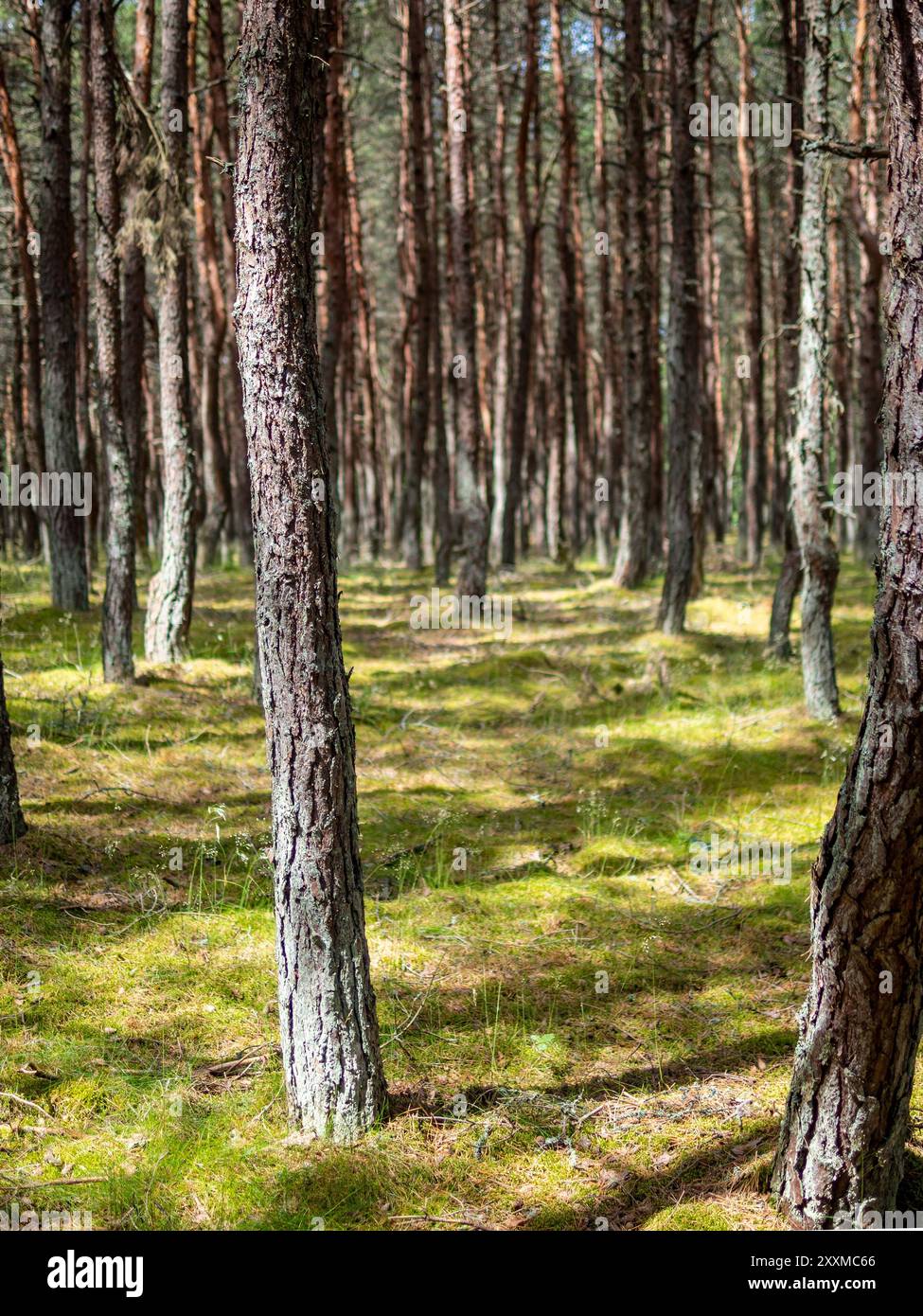 Forêt de pins sur la flèche de Curonian dans l'oblast de Kaliningrad en Russie le jour ensoleillé d'été Banque D'Images