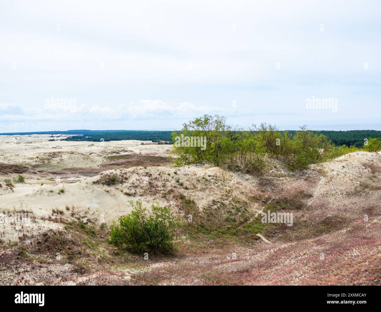 Dune de sable sur la côte à Curonian Courish Spit dans l'oblast de Kaliningrad en Russie le jour d'été Banque D'Images