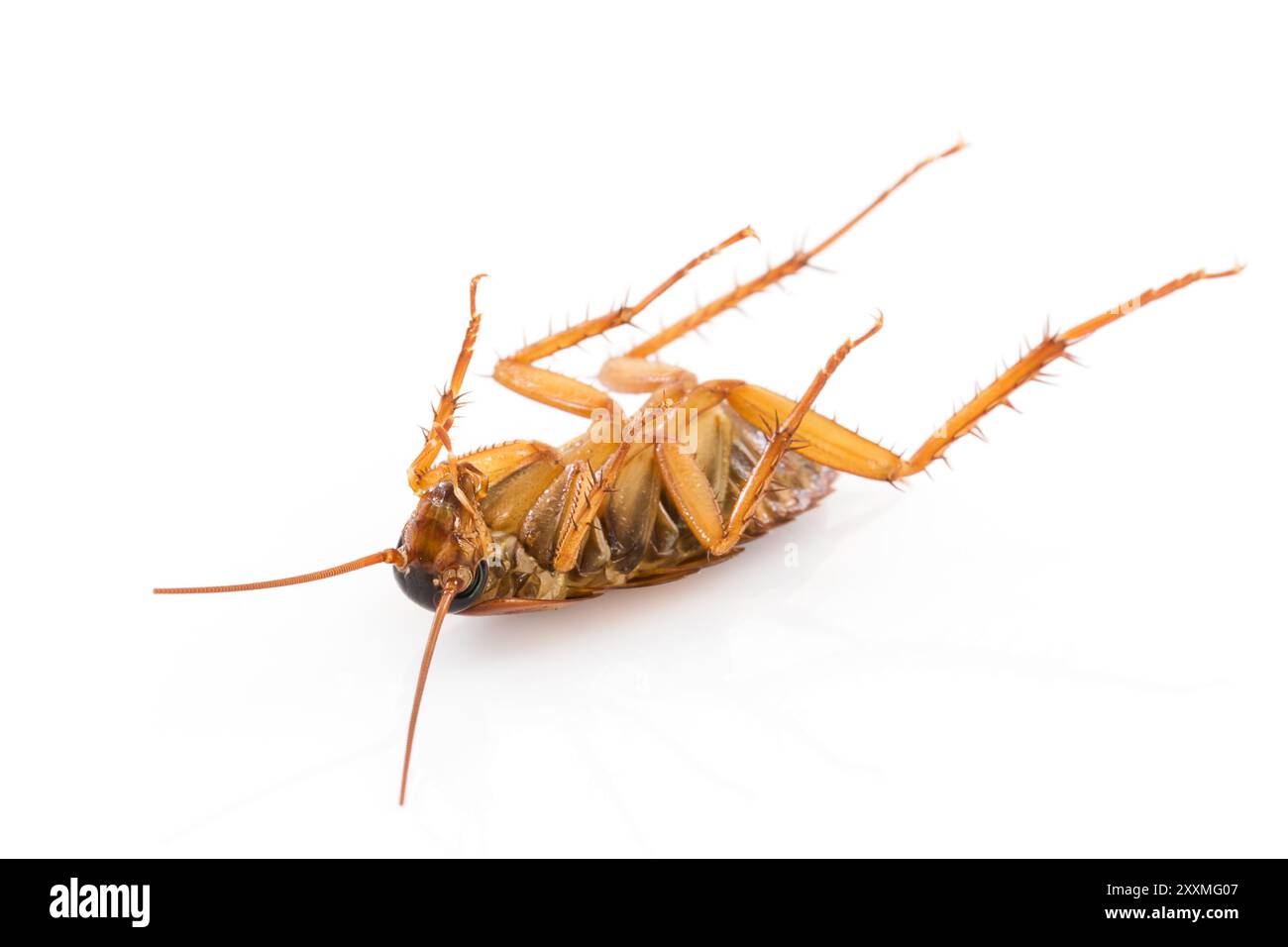 Close up dead cockroach isolé sur fond blanc Banque D'Images