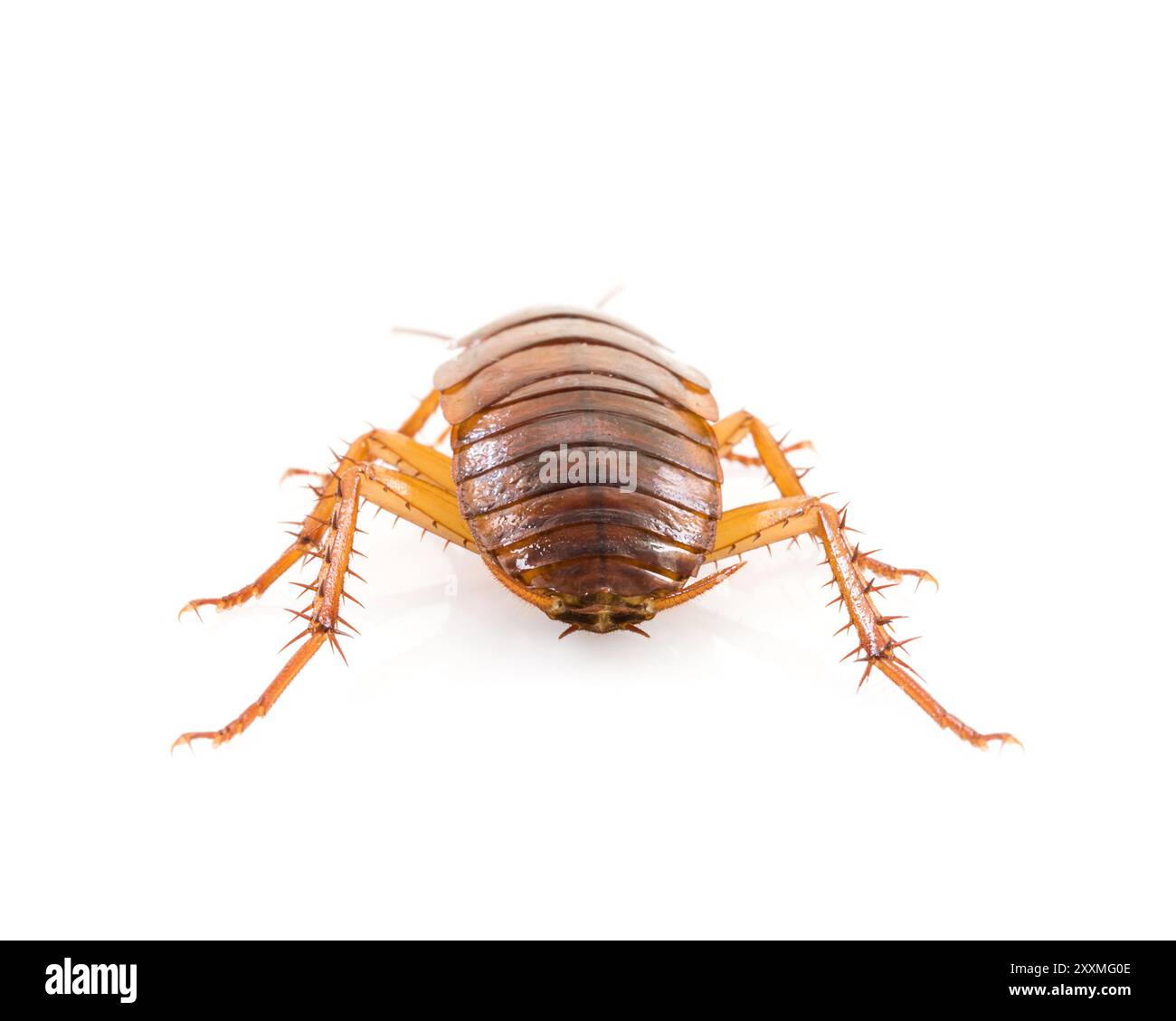 Close up dead cockroach isolé sur fond blanc Banque D'Images