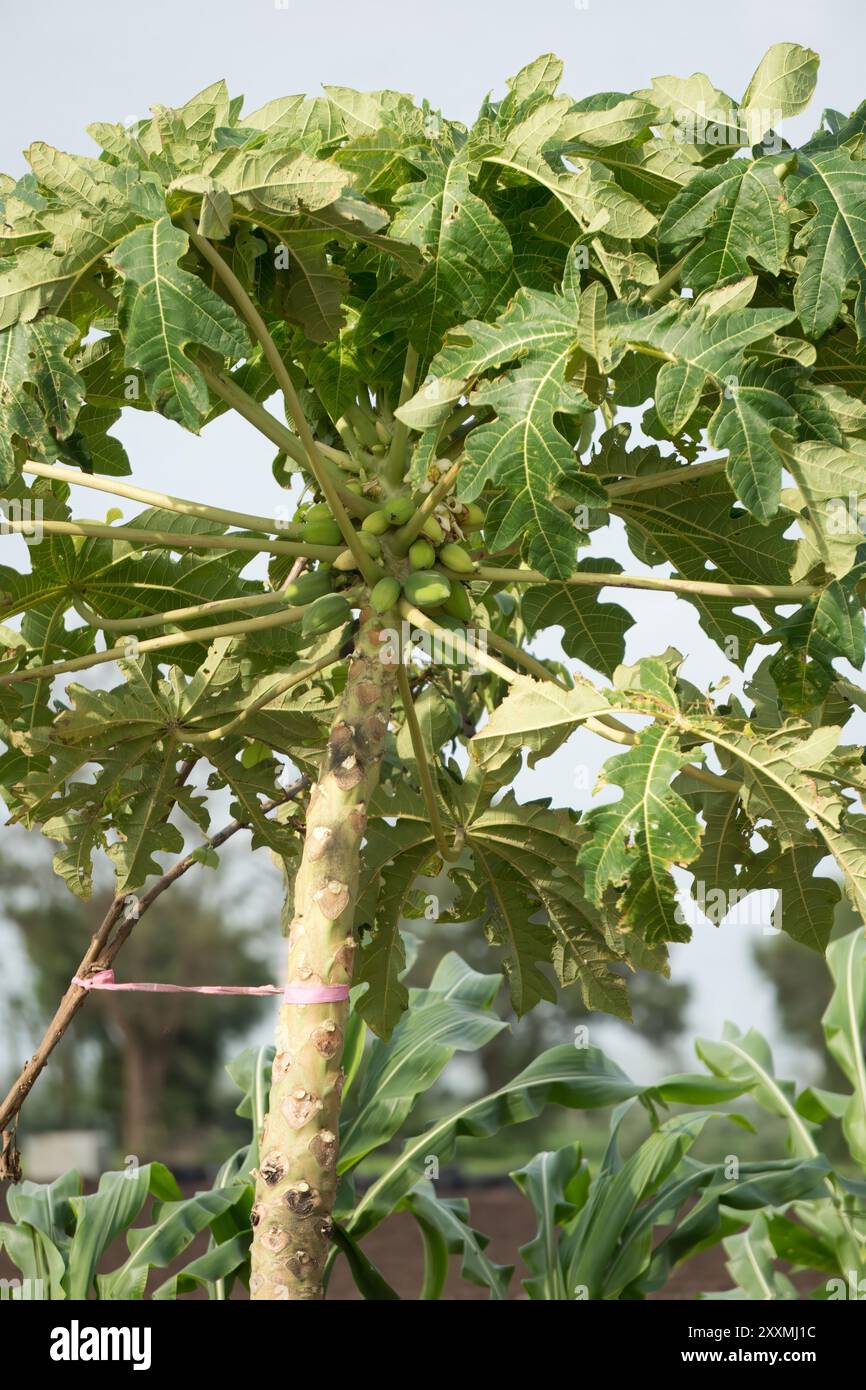Papayes non mûres accrochées au tronc d'arbre tropical - développement précoce des fruits Banque D'Images