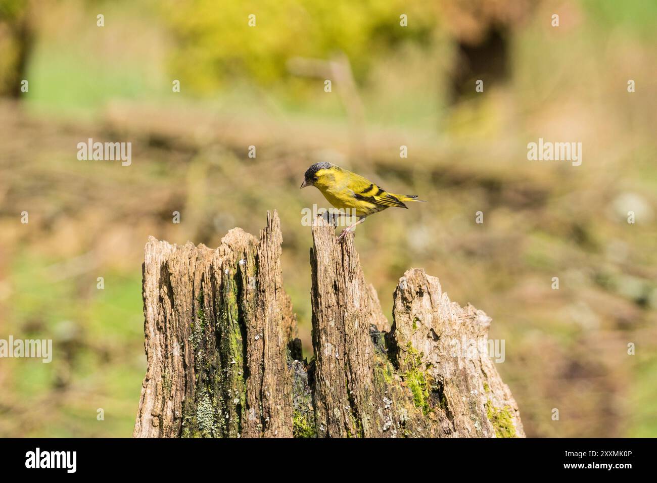 Siskin mâle adulte (Carduelis spinus) perché sur une souche d'arbre en décomposition. Ringford Écosse Royaume-Uni. Avril 2024 Banque D'Images