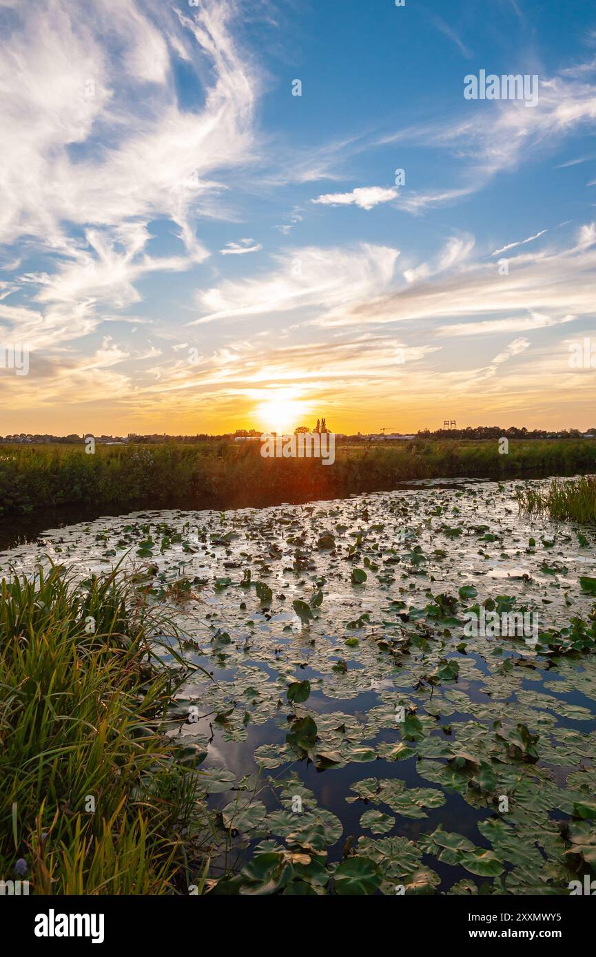 Vue panoramique sur les nénuphars dans un étang dans le grand paysage de polders hollandais près de Gouda, Hollande Banque D'Images