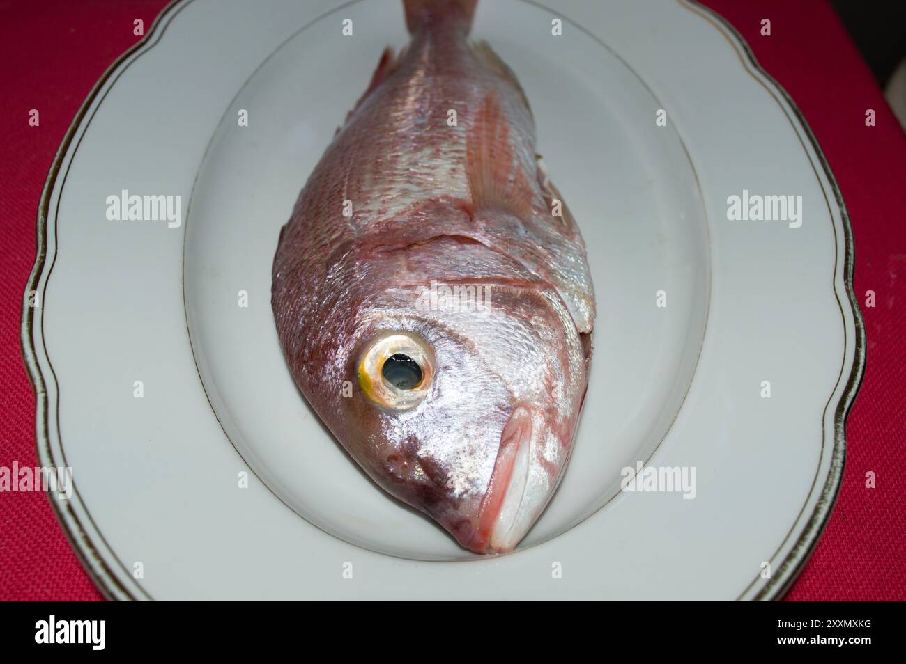 Poisson de mer cru commun pandora, Pagellus erythrinus, sur une plaque blanche, de la mer Adriatique, cuisine dalmate Banque D'Images