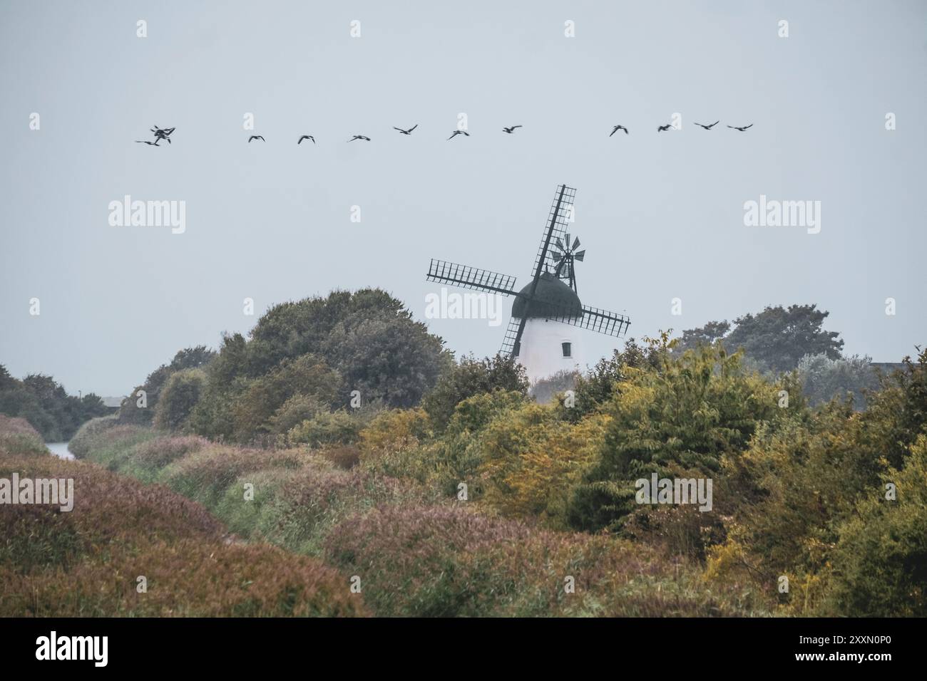 Les oies affluent au-dessus d'un vieux moulin à vent à Gyldensteen Strand sur l'île danoise de Funen Banque D'Images