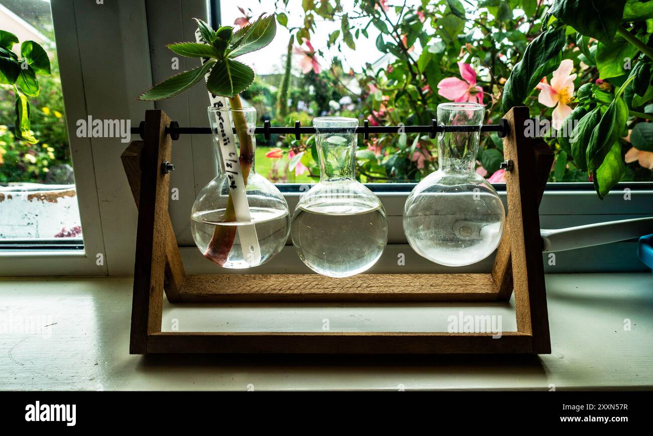 Expérimentant la propagation des plantes, trois flacons en verre remplis d’eau présentent une découpe placée à la lumière du soleil entourée de fleurs colorées. Banque D'Images