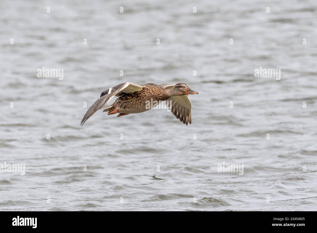 Canard en vol Banque D'Images