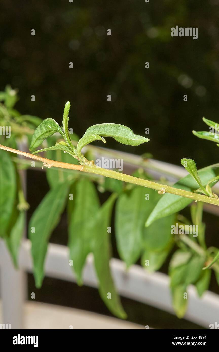 Photographie d'une photo verte sur une branche, avec un arrière-plan flou soulignant la fraîcheur et la vitalité de la nouvelle croissance. Utile pour illustr Banque D'Images