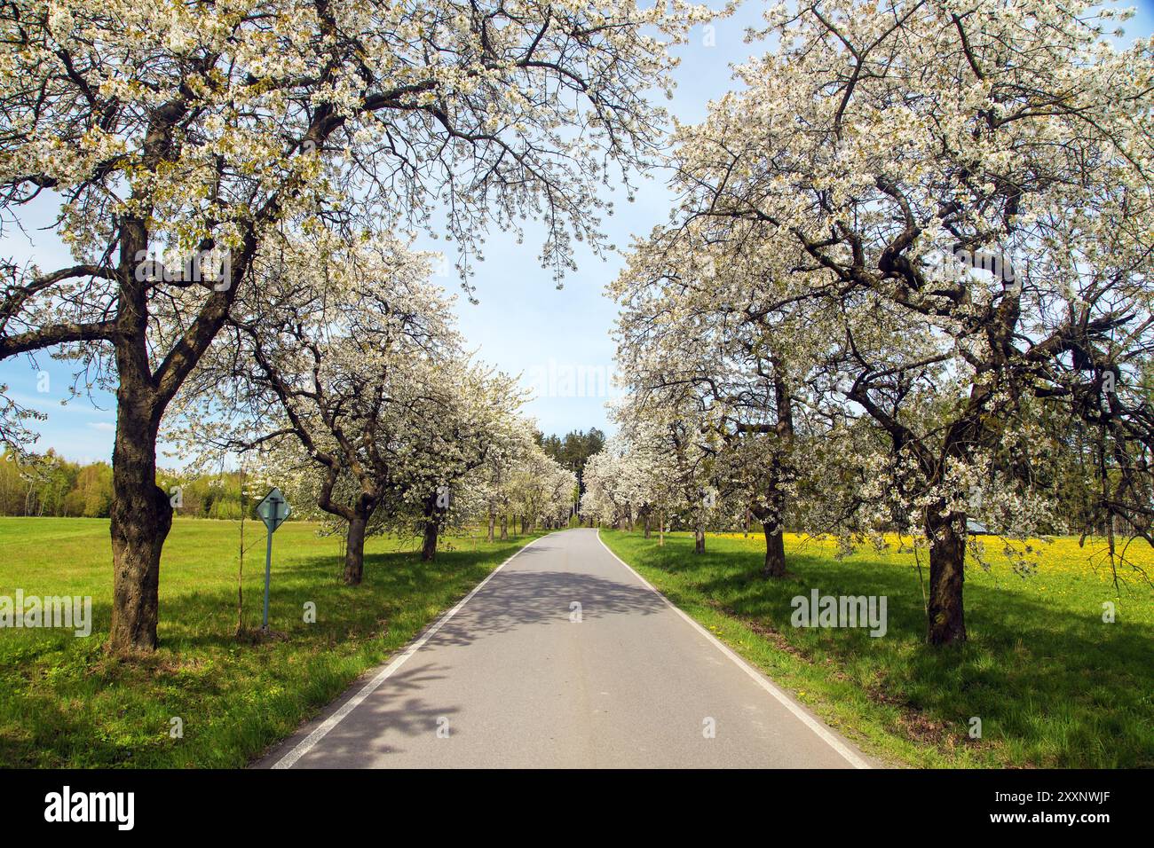 Route et allée de cerisiers fleuris en latin Prunus cerasus avec un ciel magnifique. Cerrytree à fleurs de couleur blanche Banque D'Images