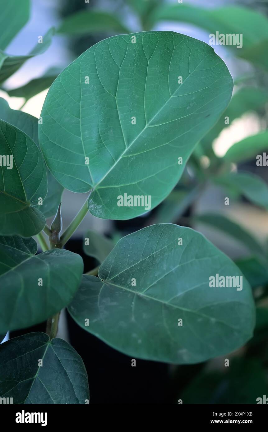 Figue de Sycomore (Ficus sycomorus), Moraceae. semi-caduque, plante alimentaire coltivée, figue, fruit comestible. Banque D'Images