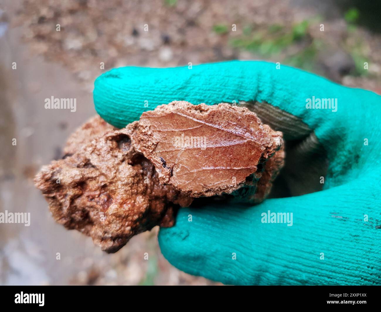 Empreinte fossile de feuilles sur travertin trouvé dans un ruisseau, photo de terrain Banque D'Images