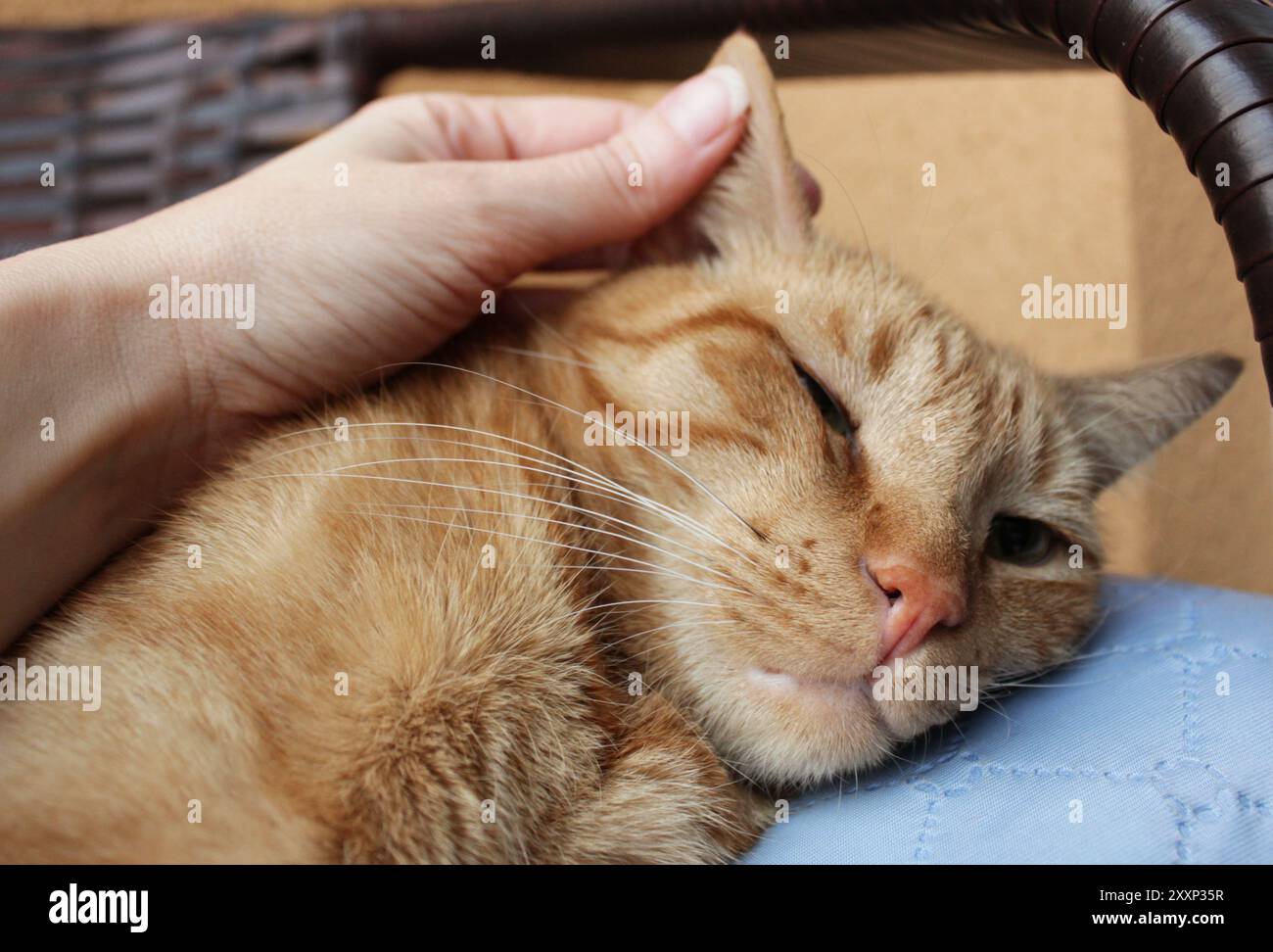 Chat au gingembre couché les yeux fermés. Main humaine peting un félin moelleux de couleur orange, adorable, animal de compagnie mignon se relaxant à la maison. Adoptez un animal sans abri. Banque D'Images