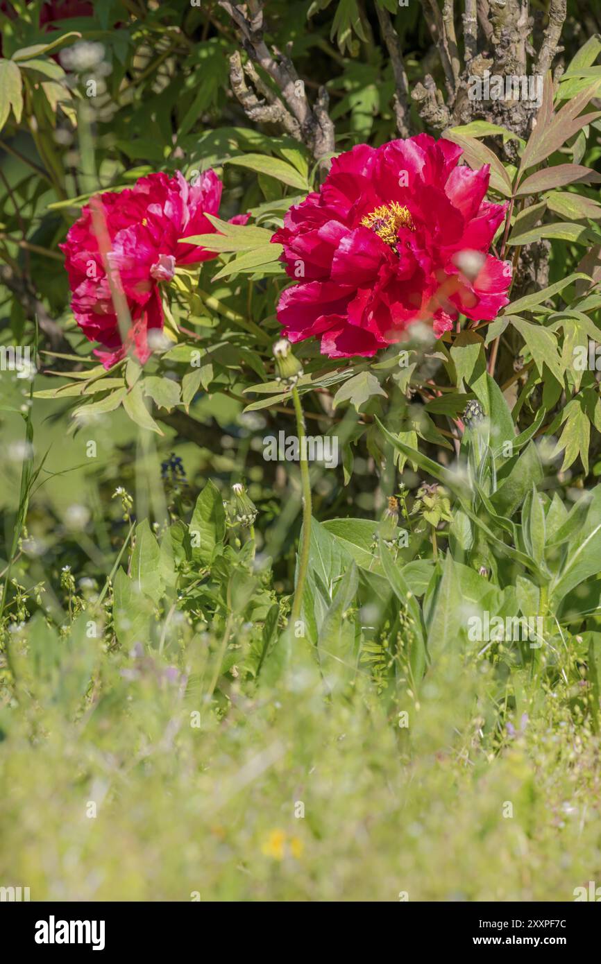 Grande pivoine rouge avec des feuilles et un fond coloré flou Banque D'Images