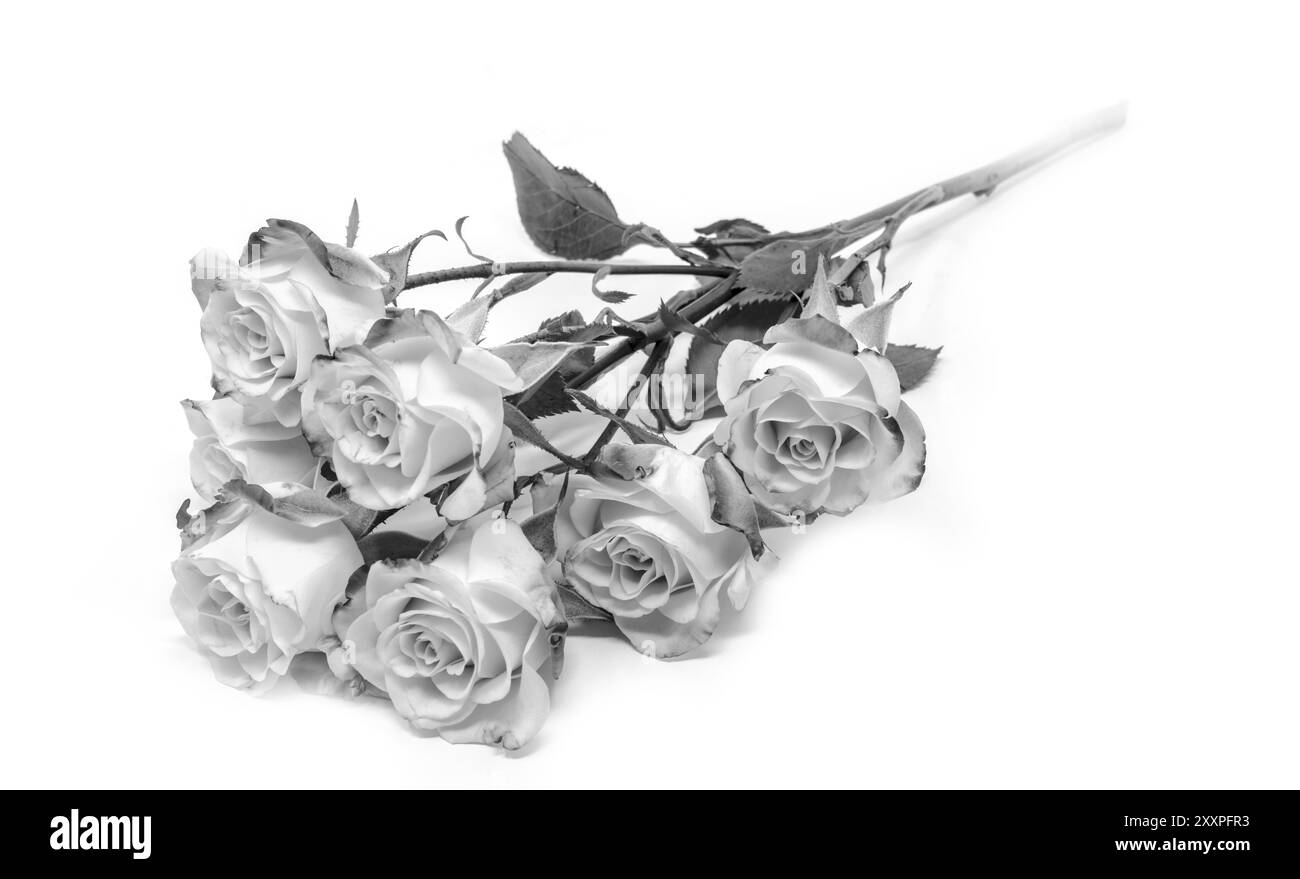 Roses de buisson lumineuses légèrement dessinées sur un fond blanc monochrome Banque D'Images