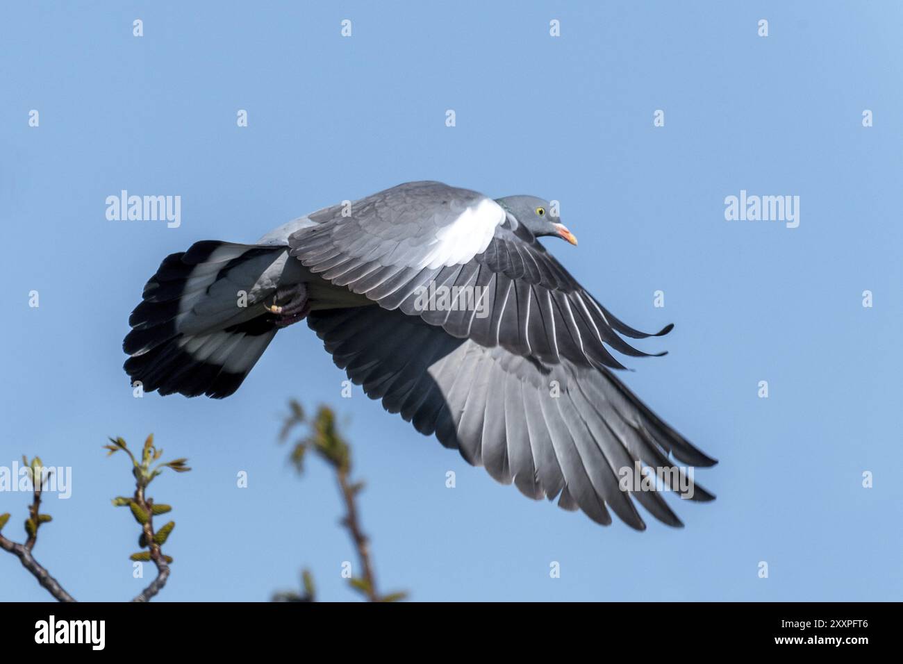 Pigeon de bois volant avec des plumes volantes devant un ciel bleu Banque D'Images Pigeon de bois volant avec des plumes volantes devant un ciel bleu Banque D'Images