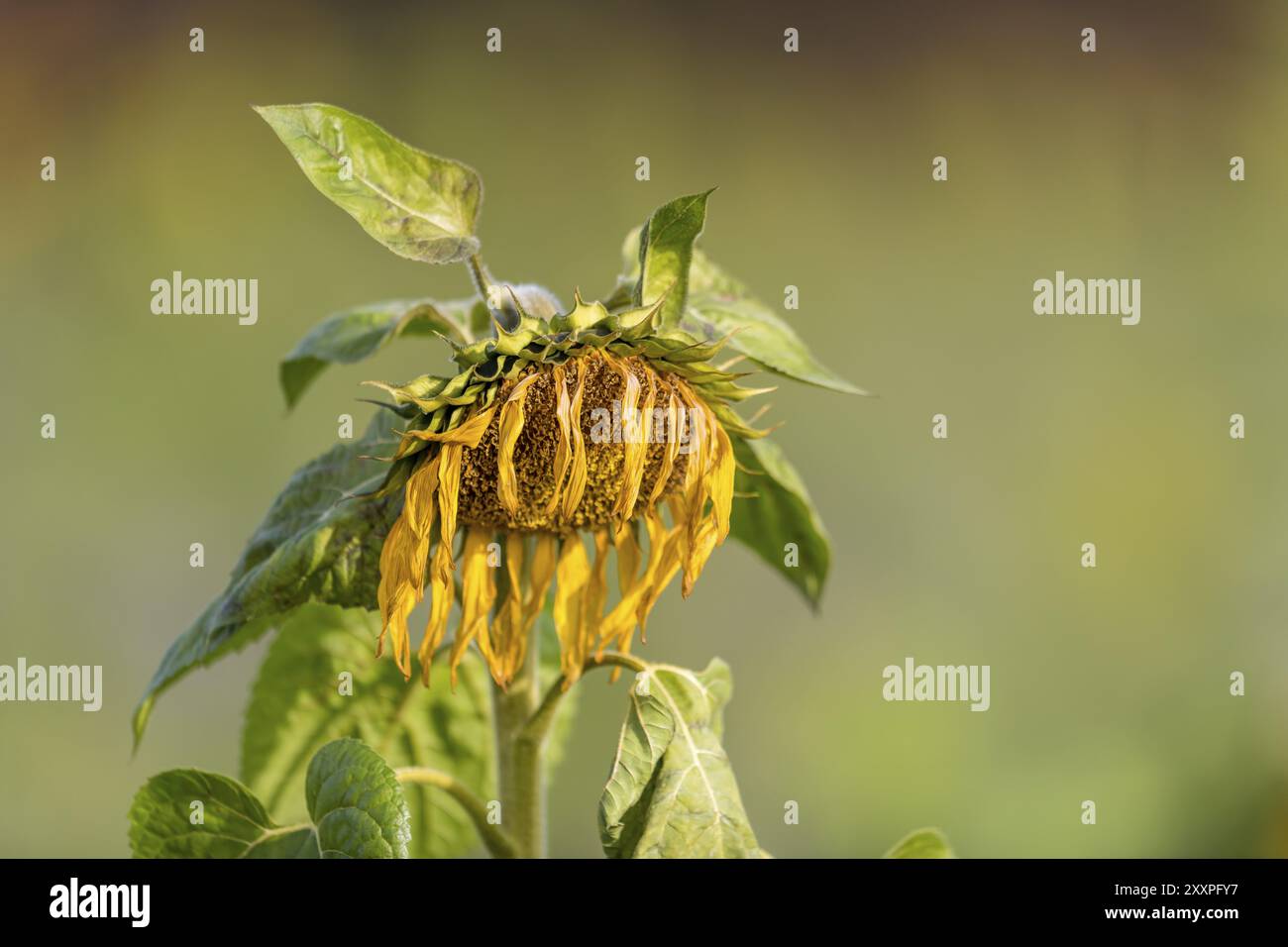 Le tournesol fané jaune pend tristement la tête devant un fond vert flou Banque D'Images